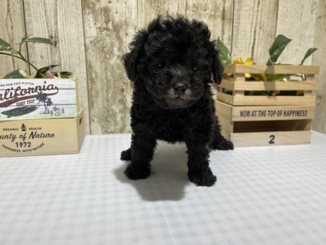 静岡県のトイプードル(トイ) (ペッツワン浜松都田テクノ店/2026年1月30日生まれ/女の子/シルバー)の子犬