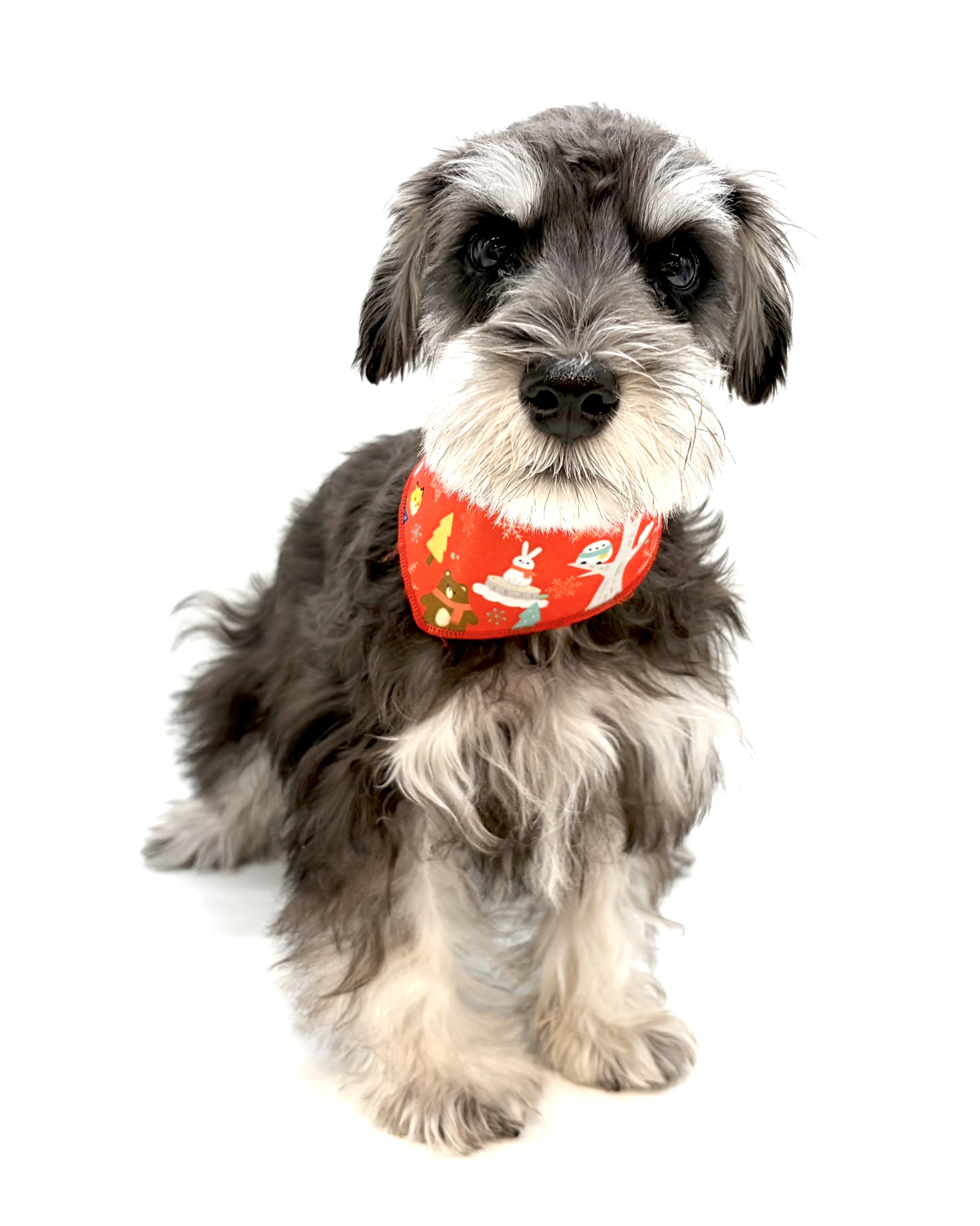 埼玉県のミニチュアシュナウザー (ペッツワン行田店/2025年11月18日生まれ/男の子/ブラックシルバー)の子犬の1枚目の画像