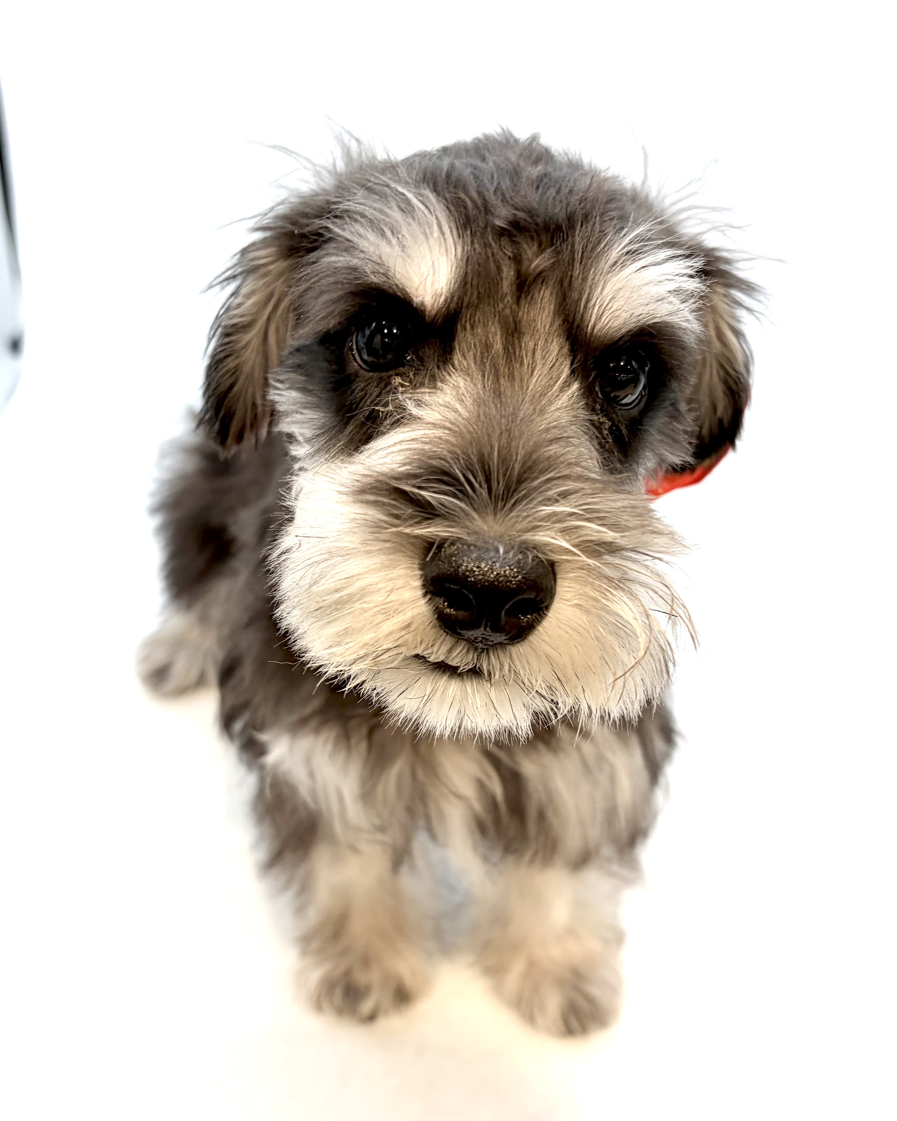 埼玉県のミニチュアシュナウザー (ペッツワン行田店/2025年11月18日生まれ/男の子/ブラックシルバー)の子犬の2枚目の画像