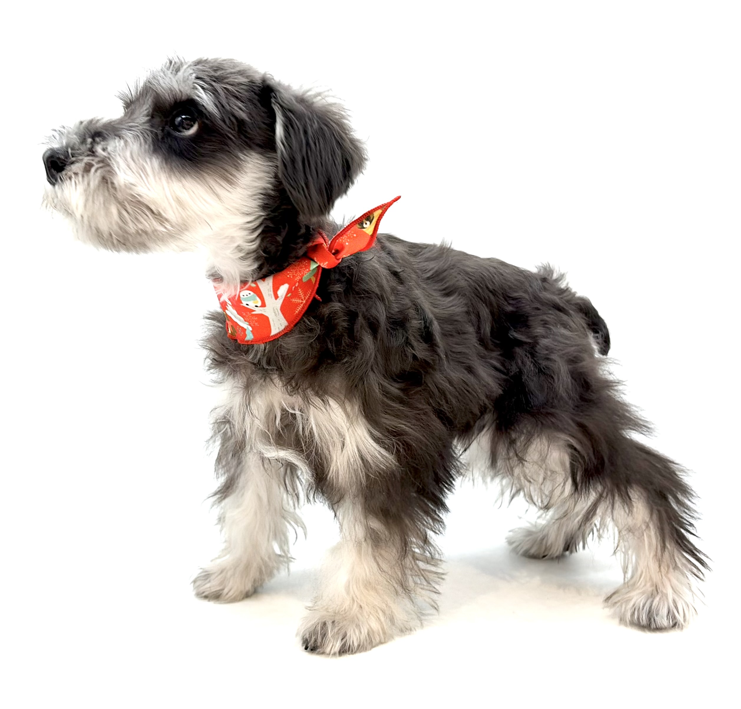 埼玉県のミニチュアシュナウザー (ペッツワン行田店/2025年11月18日生まれ/男の子/ブラックシルバー)の子犬の3枚目の画像