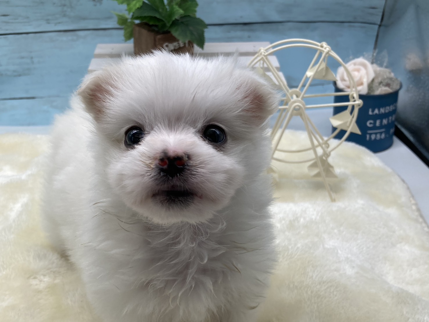 静岡県のハーフ犬・ミックス犬 (ペッツワン藤枝店/2026年1月26日生まれ/男の子/オレンジ)の子犬の2枚目の画像