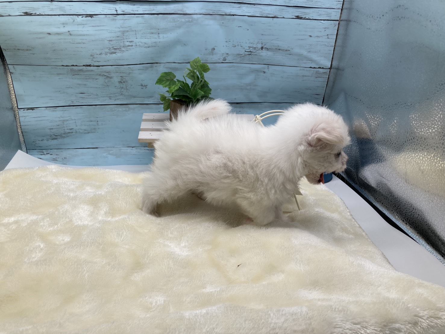 静岡県のハーフ犬・ミックス犬 (ペッツワン藤枝店/2026年1月26日生まれ/男の子/オレンジ)の子犬の3枚目の画像