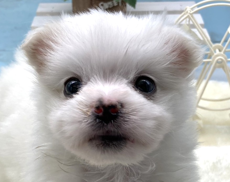 静岡県のハーフ犬・ミックス犬 (ペッツワン藤枝店/2026年1月26日生まれ/男の子/オレンジ)の子犬の1枚目の画像