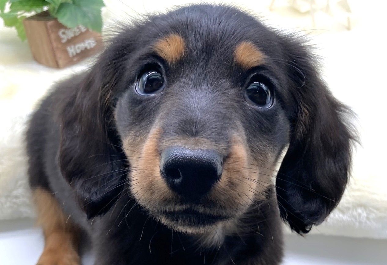 静岡県のミニチュアダックスフンド(ロング) (ペッツワン藤枝店/2026年1月30日生まれ/男の子/ブラック)の子犬の1枚目の画像