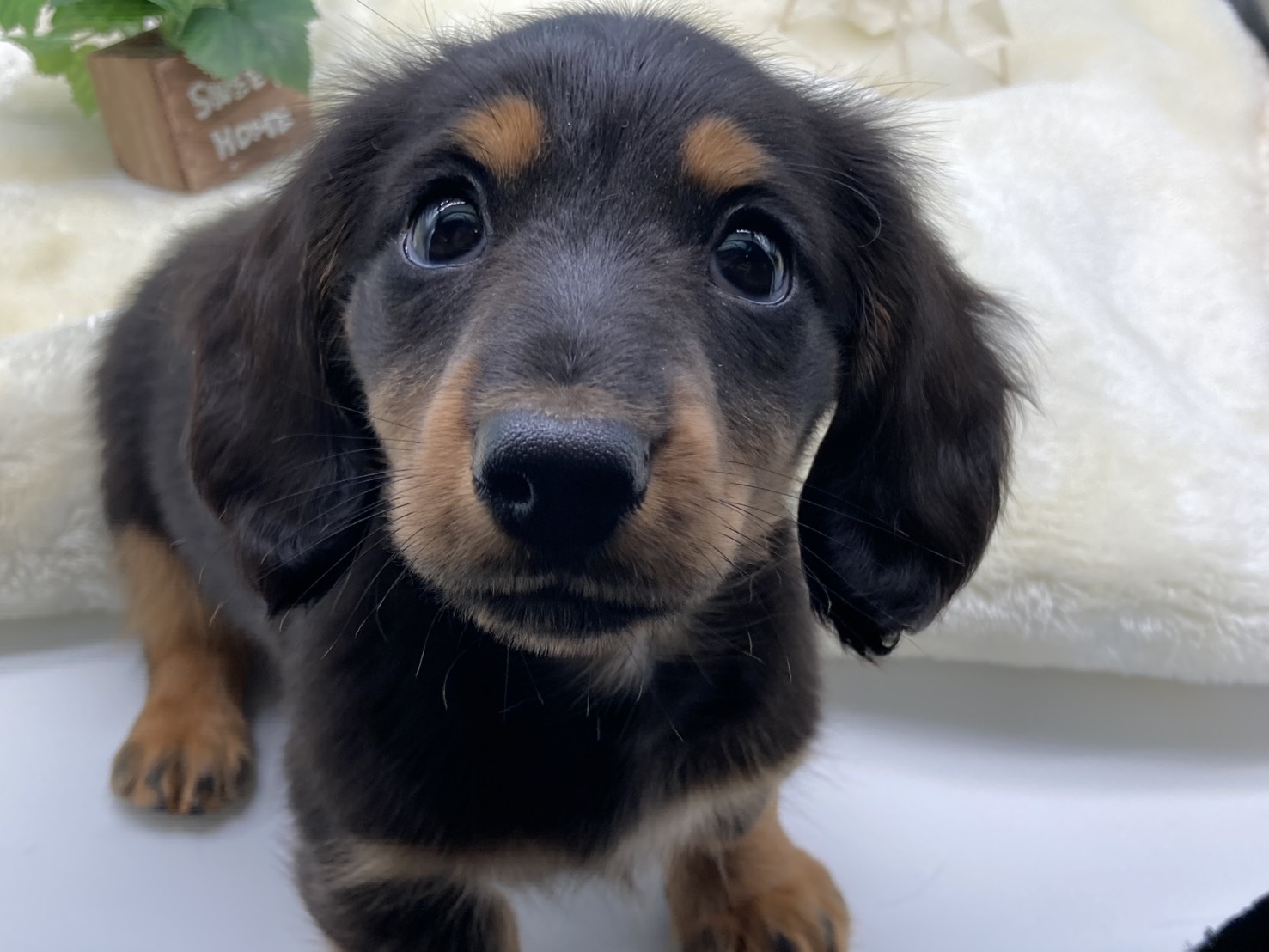 静岡県のミニチュアダックスフンド(ロング) (ペッツワン藤枝店/2026年1月30日生まれ/男の子/ブラック)の子犬の2枚目の画像