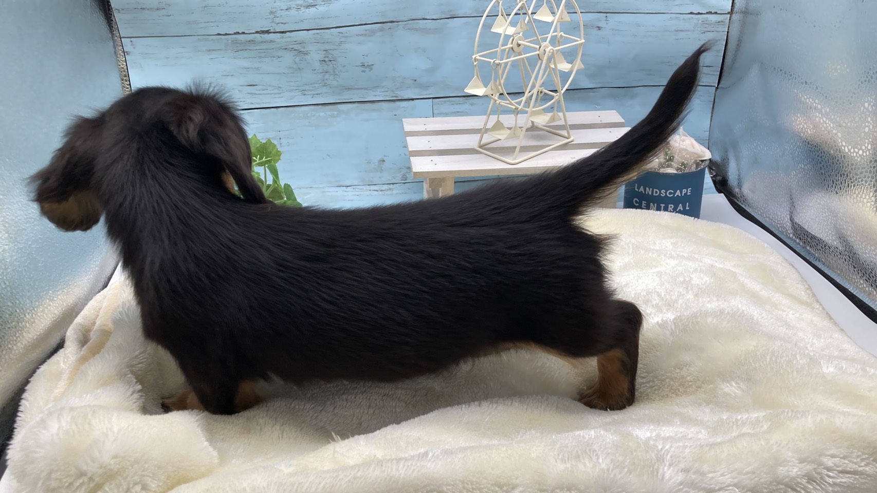 静岡県のミニチュアダックスフンド(ロング) (ペッツワン藤枝店/2026年1月30日生まれ/男の子/ブラック)の子犬の3枚目の画像