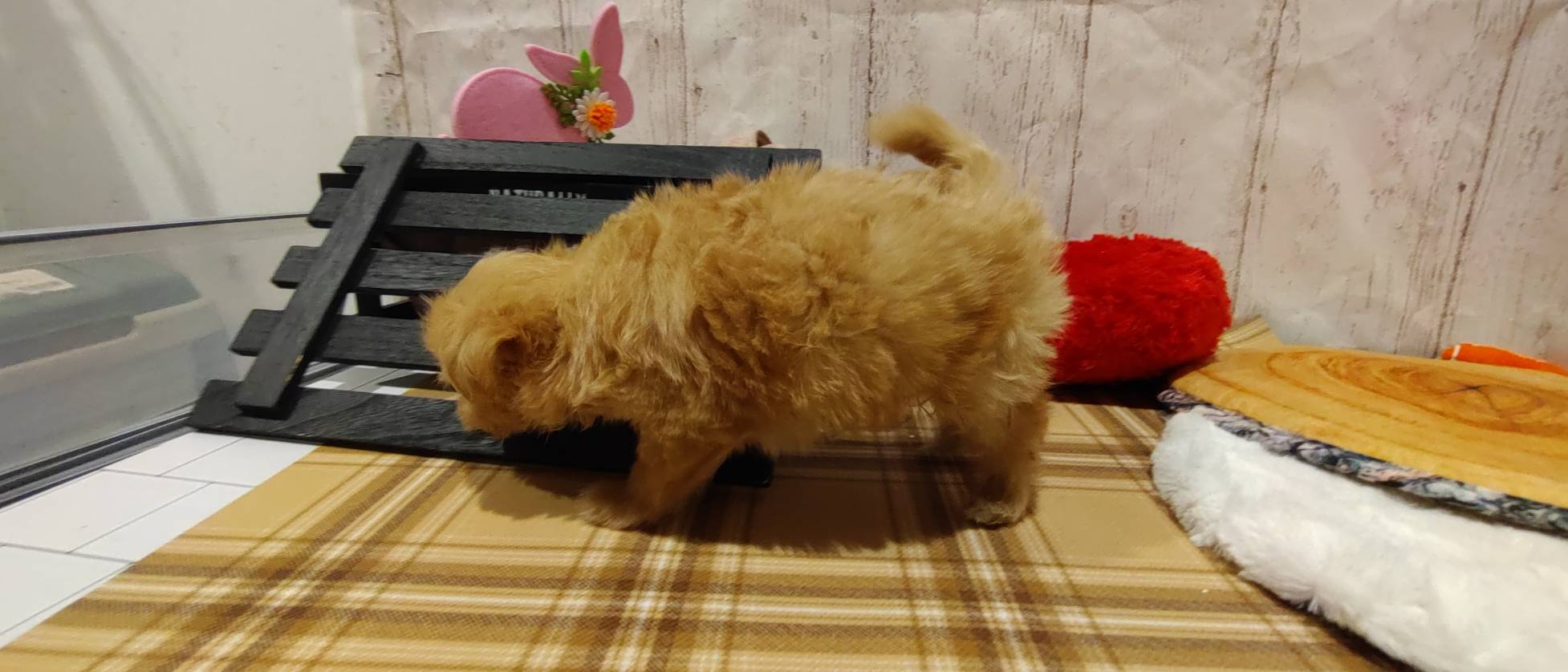 埼玉県のハーフ犬・ミックス犬 (ペッツワン羽生店/2025年12月26日生まれ/男の子/オレンジ)の子犬の2枚目の画像