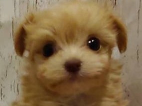 埼玉県のハーフ犬・ミックス犬 (ペッツワン羽生店/2025年12月26日生まれ/男の子/オレンジ)の子犬の3枚目の画像