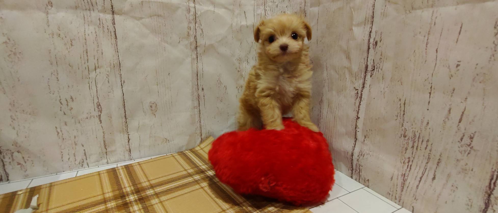 埼玉県のハーフ犬・ミックス犬 (ペッツワン羽生店/2025年12月26日生まれ/男の子/オレンジ)の子犬の1枚目の画像