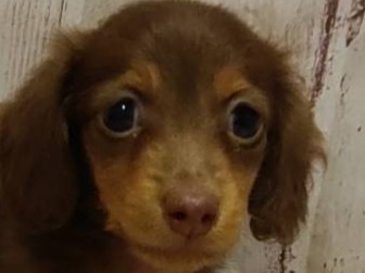 埼玉県のミニチュアダックスフンド(ロング) (ペッツワン羽生店/2026年1月26日生まれ/男の子/チョコレートタン)の子犬の1枚目の画像