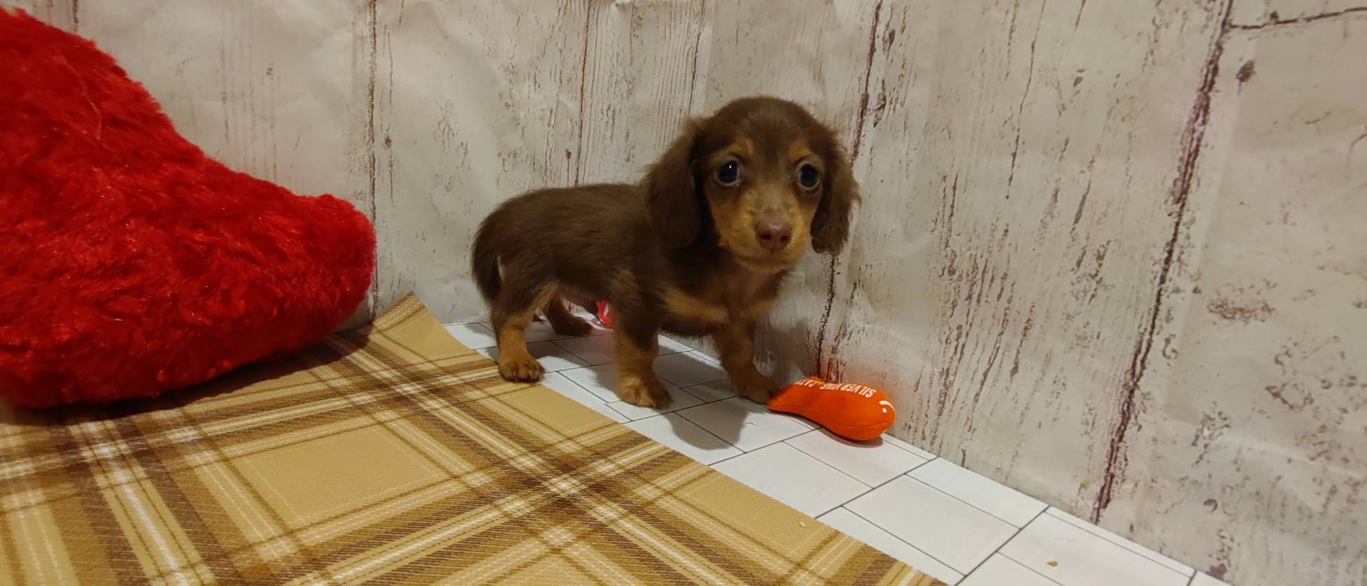 埼玉県のミニチュアダックスフンド(ロング) (ペッツワン羽生店/2026年1月26日生まれ/男の子/チョコレートタン)の子犬の2枚目の画像