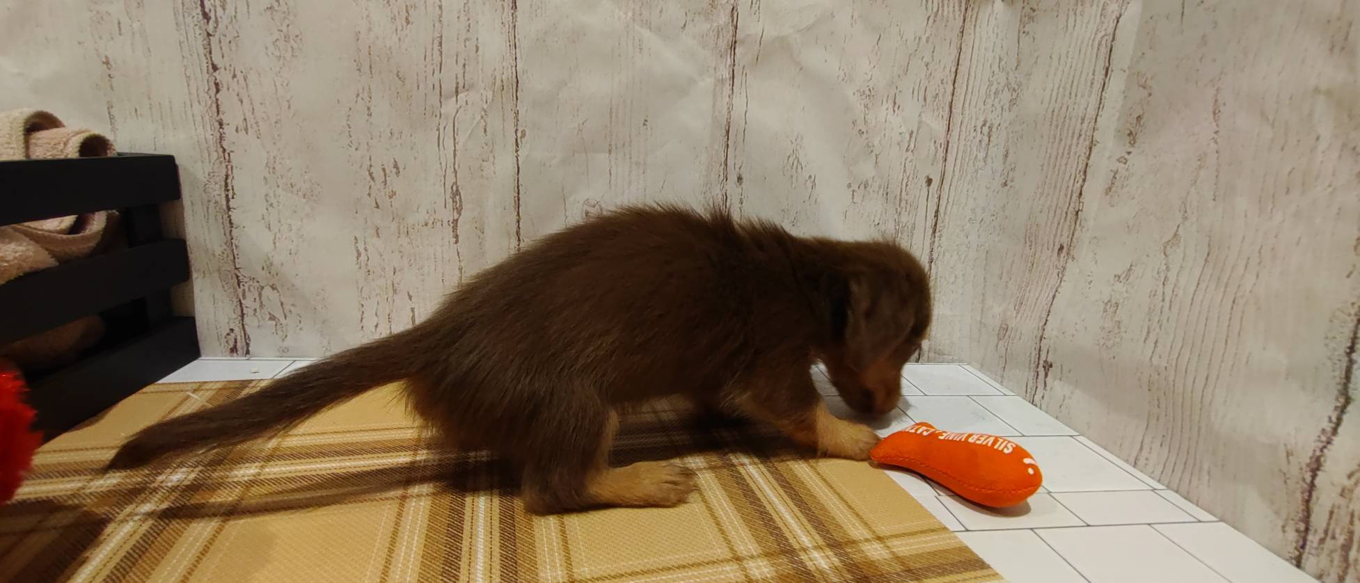 埼玉県のミニチュアダックスフンド(ロング) (ペッツワン羽生店/2026年1月26日生まれ/男の子/チョコレートタン)の子犬の3枚目の画像