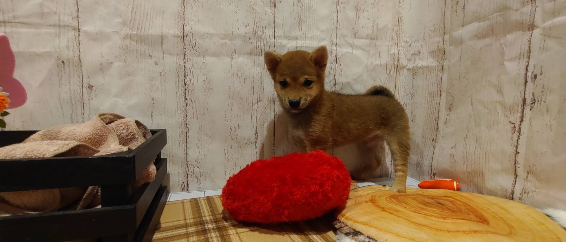 埼玉県の豆柴 (ペッツワン羽生店/2026年1月20日生まれ/女の子/赤)の子犬の3枚目の画像