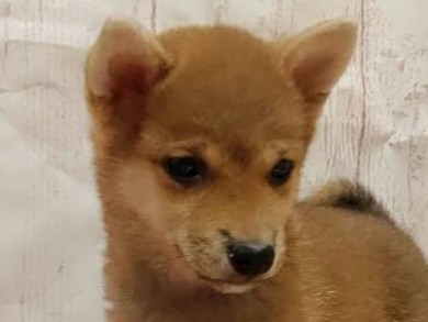 埼玉県の豆柴 (ペッツワン羽生店/2026年1月20日生まれ/女の子/赤)の子犬の2枚目の画像