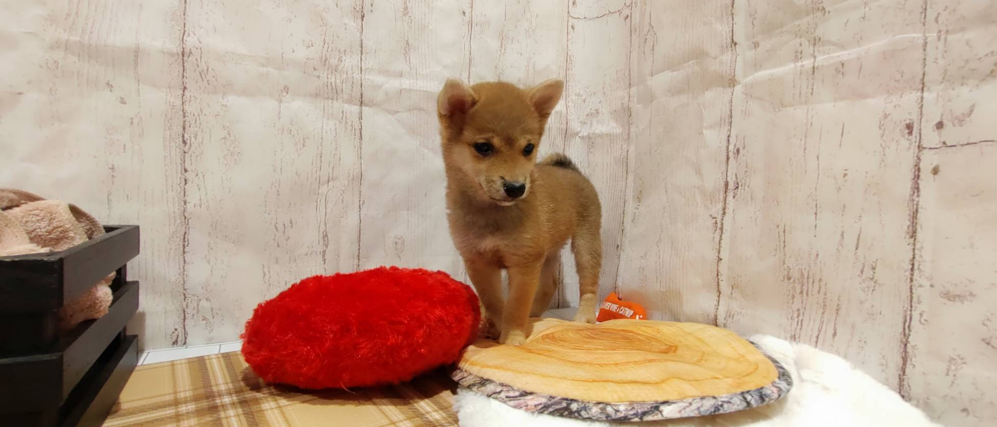 埼玉県の豆柴 (ペッツワン羽生店/2026年1月20日生まれ/女の子/赤)の子犬の1枚目の画像