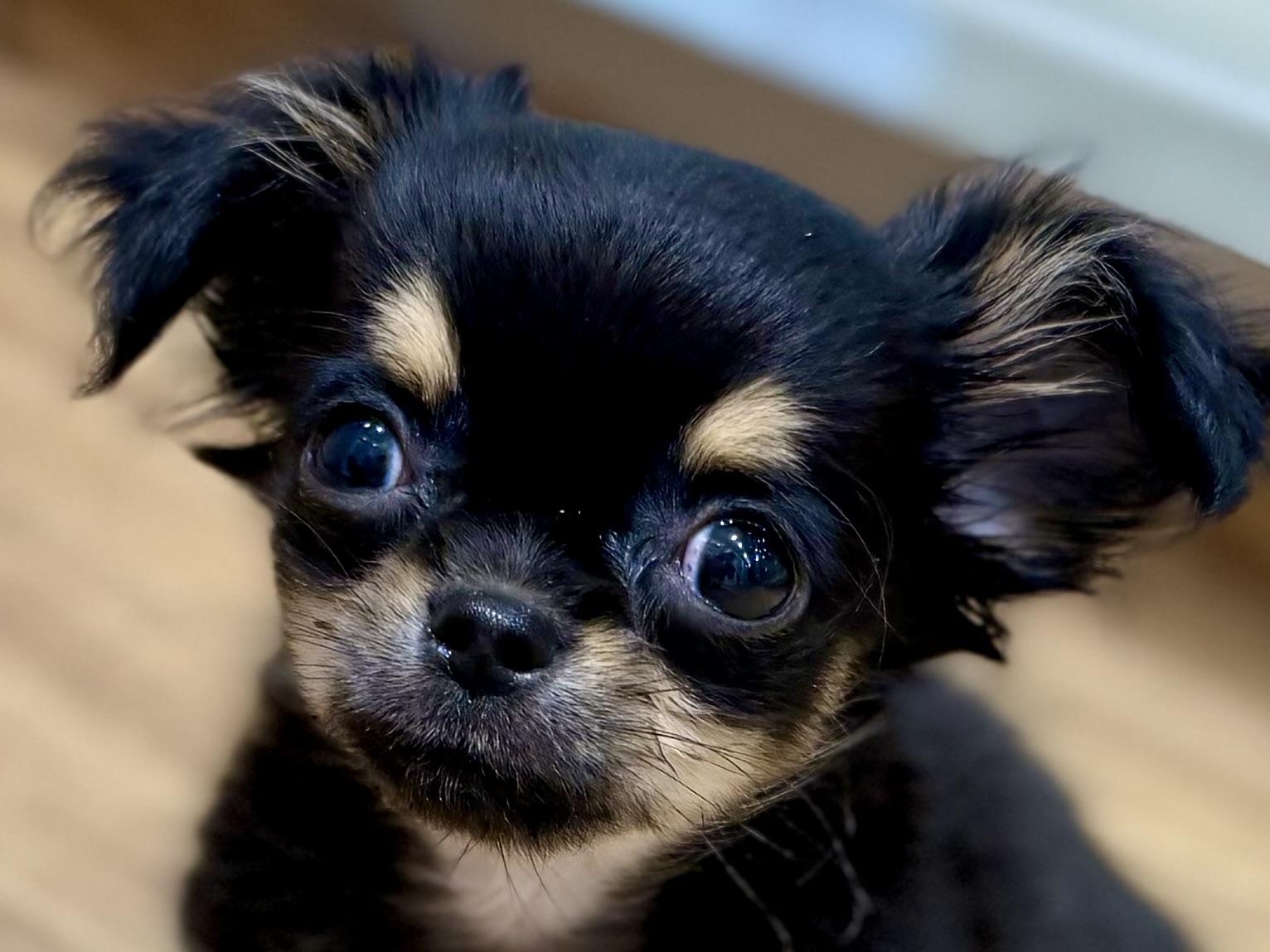 愛知県のチワワ(ロング) (ペッツワン名古屋堀田店/2026年1月20日生まれ/女の子/ブラッククリーム)の子犬