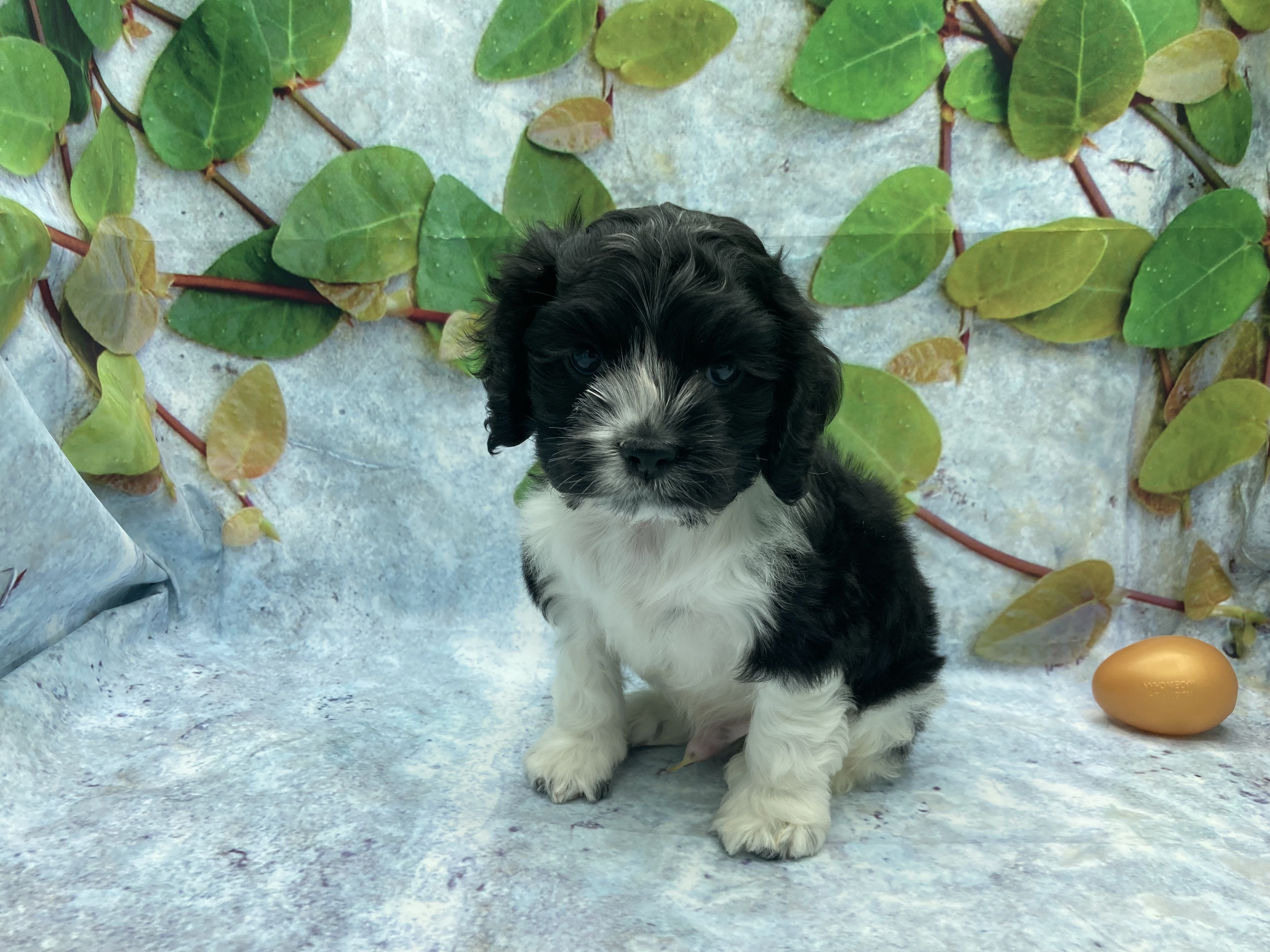 埼玉県のアメリカンコッカースパニエル (ペッツワン北本店/2026年1月20日生まれ/男の子/ブラックホワイト)の子犬の2枚目の画像