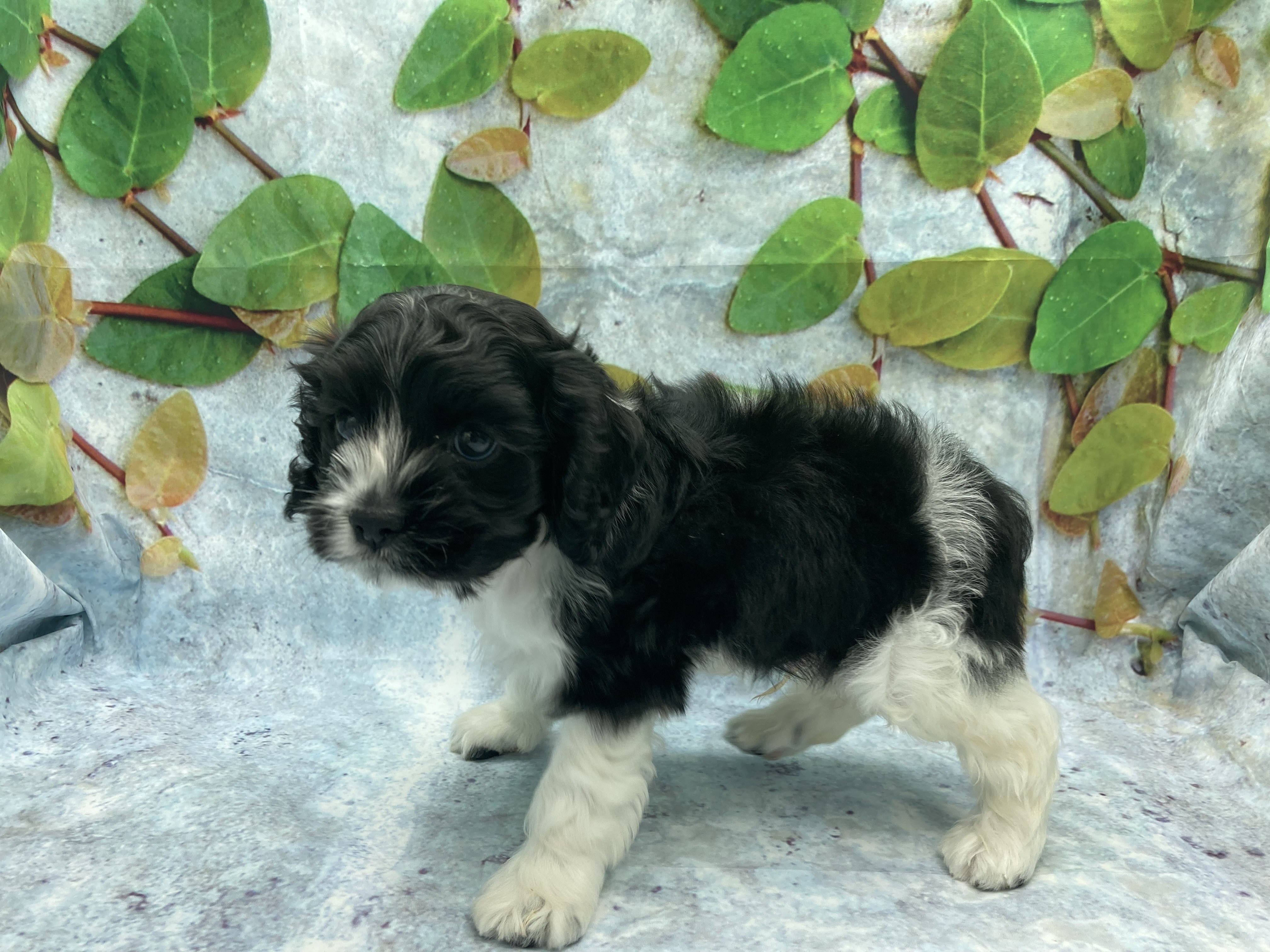 埼玉県のアメリカンコッカースパニエル (ペッツワン北本店/2026年1月20日生まれ/男の子/ブラックホワイト)の子犬の3枚目の画像