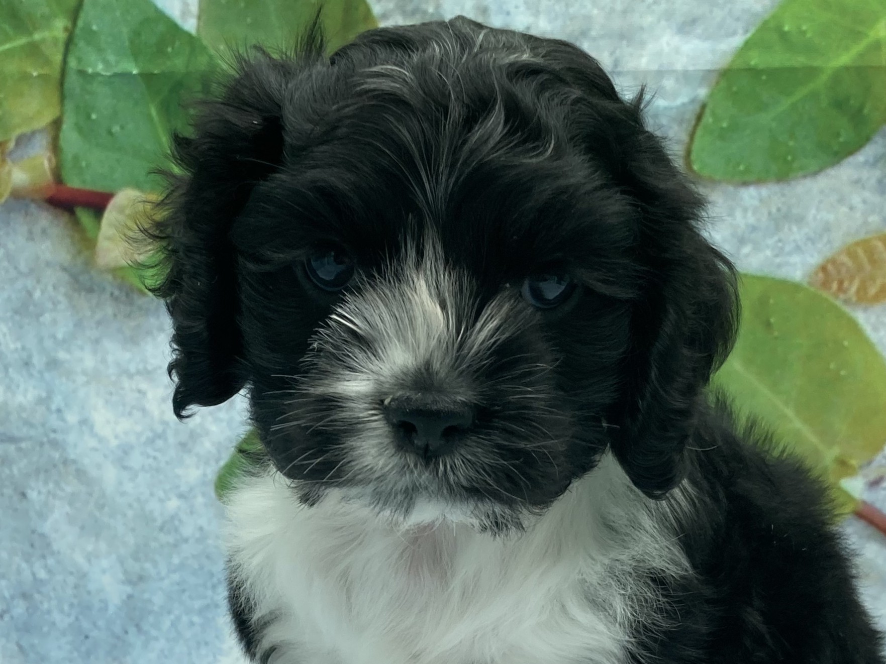 埼玉県のアメリカンコッカースパニエル (ペッツワン北本店/2026年1月20日生まれ/男の子/ブラックホワイト)の子犬