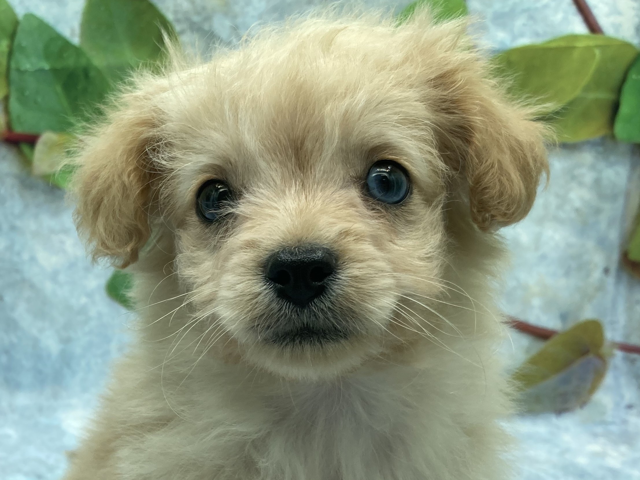 埼玉県のハーフ犬・ミックス犬 (ペッツワン北本店/2026年1月20日生まれ/男の子/クリーム)の子犬の1枚目の画像