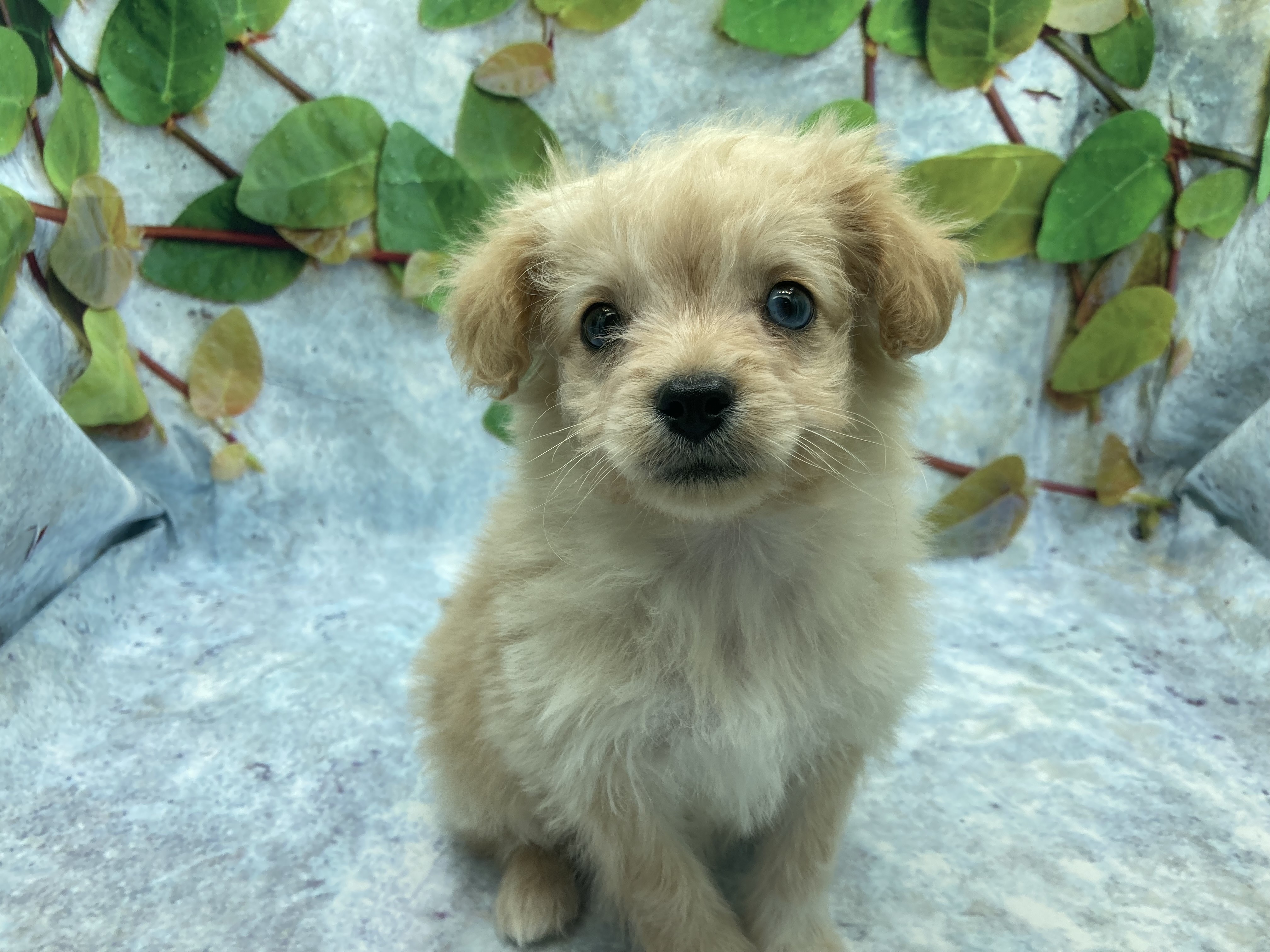 埼玉県のハーフ犬・ミックス犬 (ペッツワン北本店/2026年1月20日生まれ/男の子/クリーム)の子犬の2枚目の画像