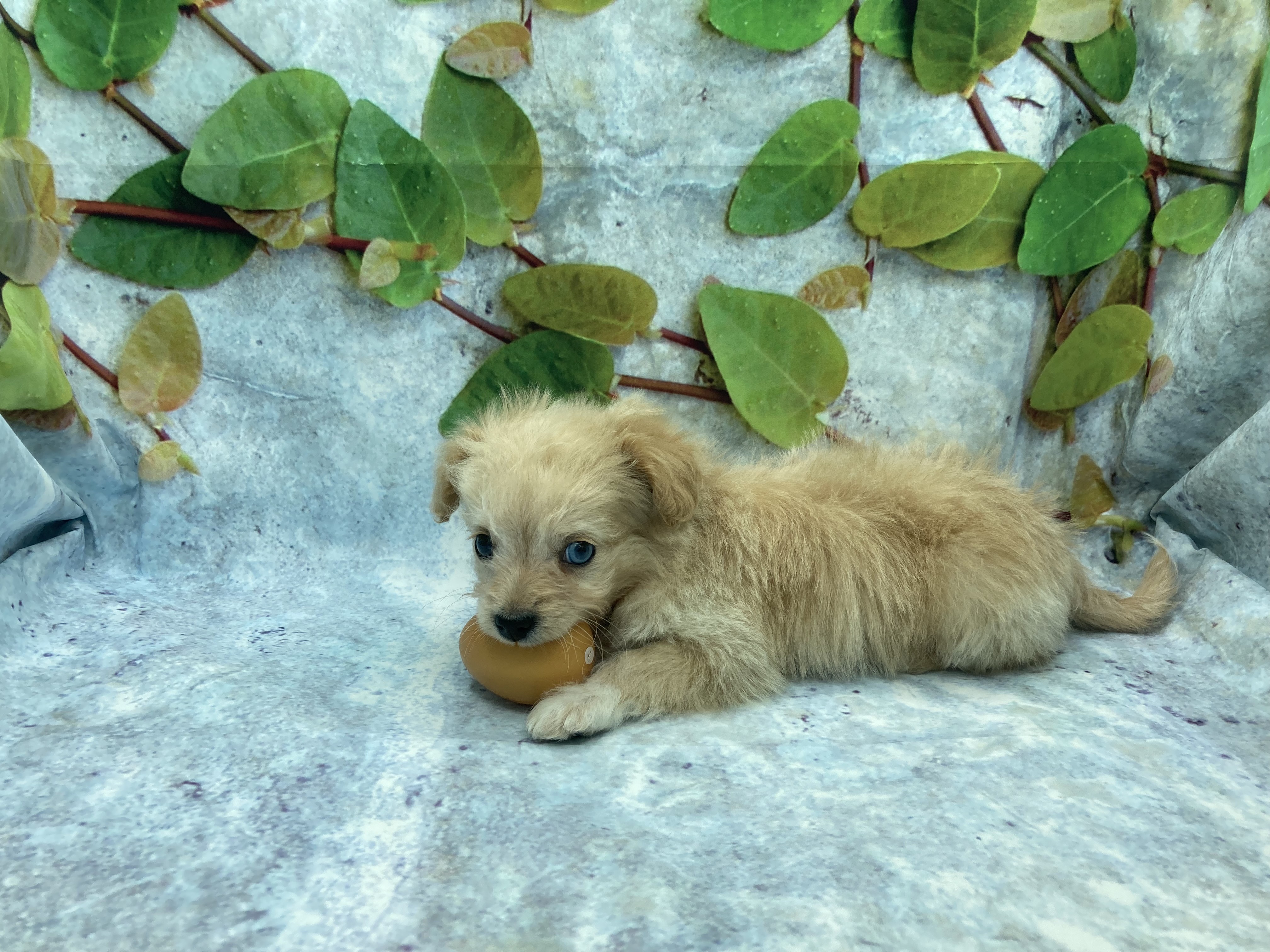 埼玉県のハーフ犬・ミックス犬 (ペッツワン北本店/2026年1月20日生まれ/男の子/クリーム)の子犬の3枚目の画像