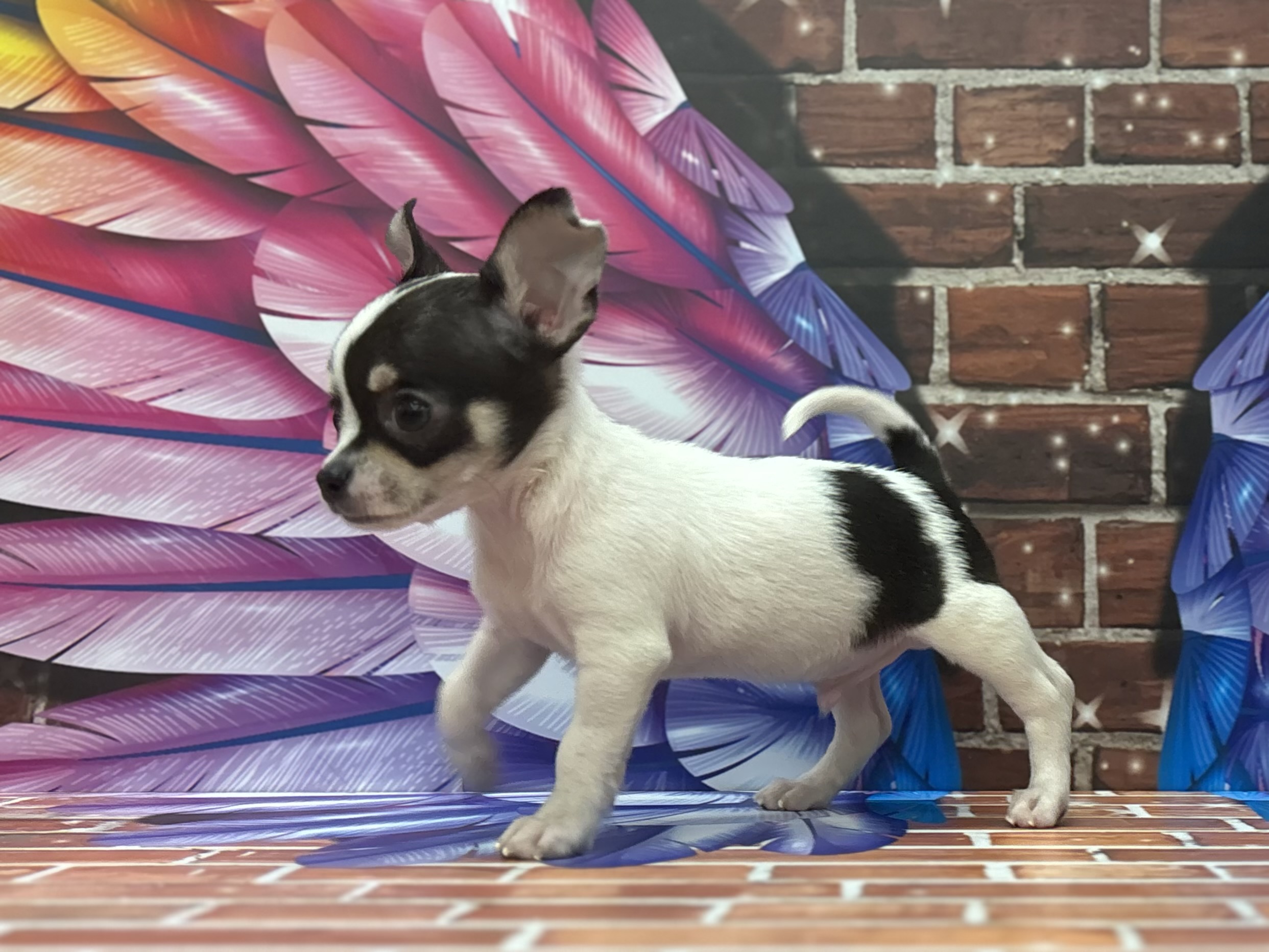 神奈川県のチワワ(ロング) (ペッツワン秦野店/2025年12月27日生まれ/男の子/ブラックタンホワイト)の子犬の1枚目の画像