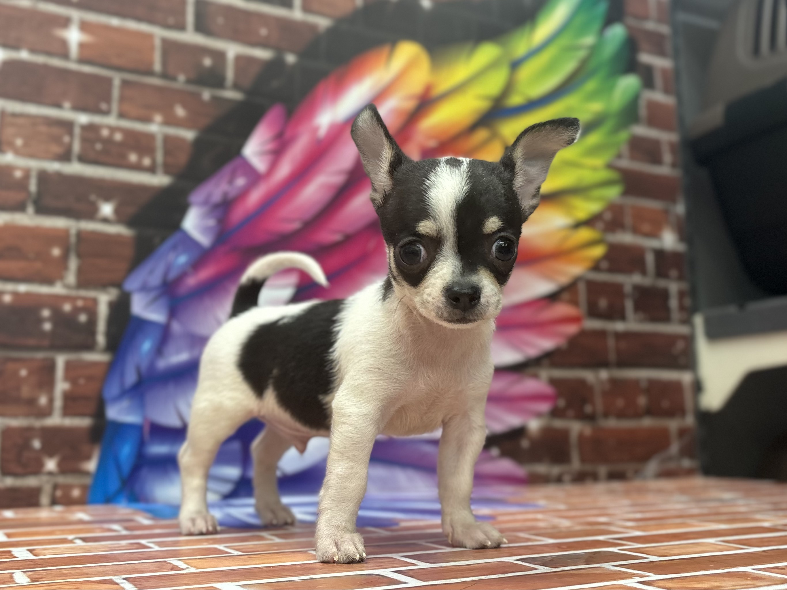 神奈川県のチワワ(ロング) (ペッツワン秦野店/2025年12月27日生まれ/男の子/ブラックタンホワイト)の子犬の2枚目の画像