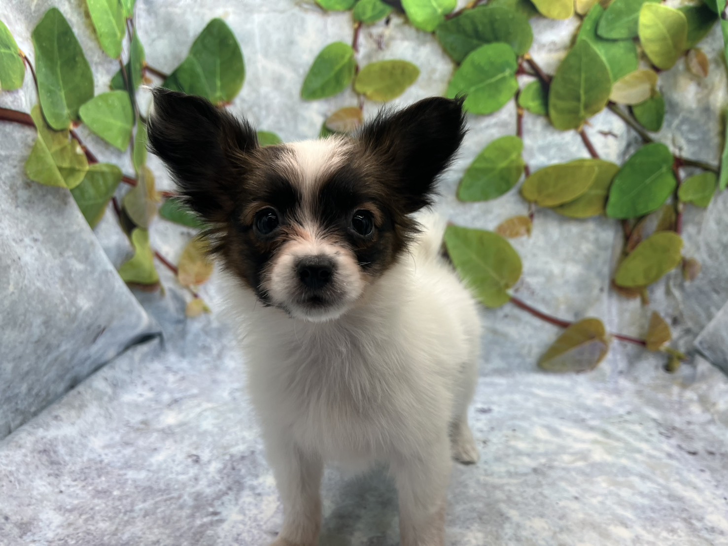 埼玉県のパピヨン (ペッツワン北本店/2025年12月3日生まれ/女の子/ホワイトブラウン)の子犬の2枚目の画像