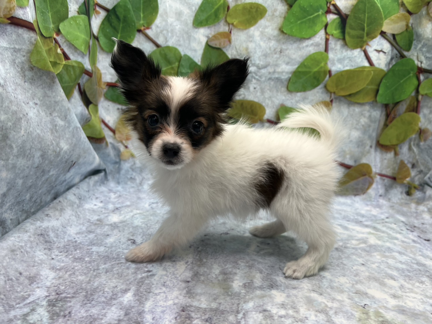 埼玉県のパピヨン (ペッツワン北本店/2025年12月3日生まれ/女の子/ホワイトブラウン)の子犬の3枚目の画像