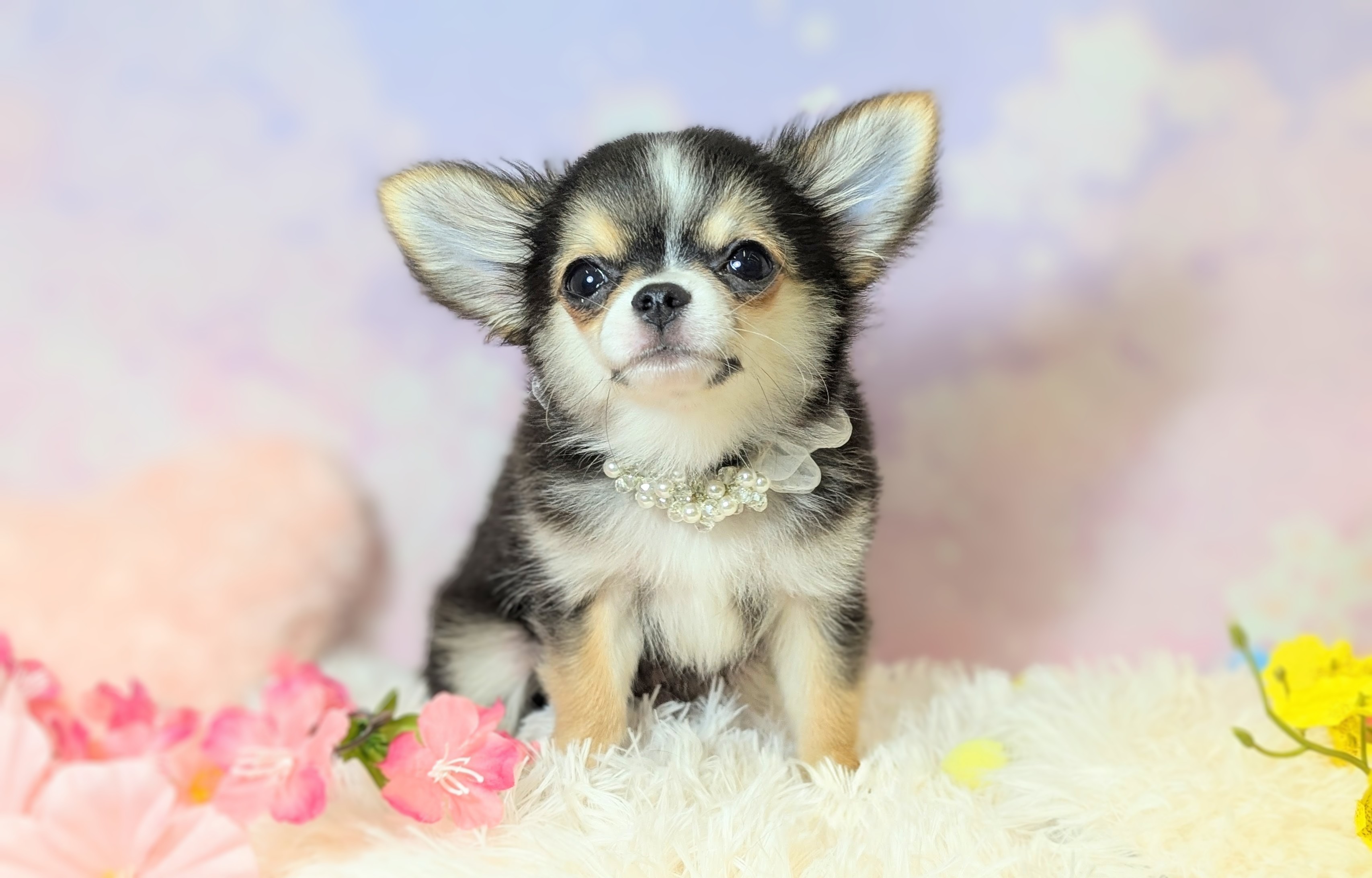 兵庫県のチワワ(ロング) (ペッツワン神戸西神南店/2025年12月6日生まれ/男の子/ブラックタンホワイト)の子犬の2枚目の画像