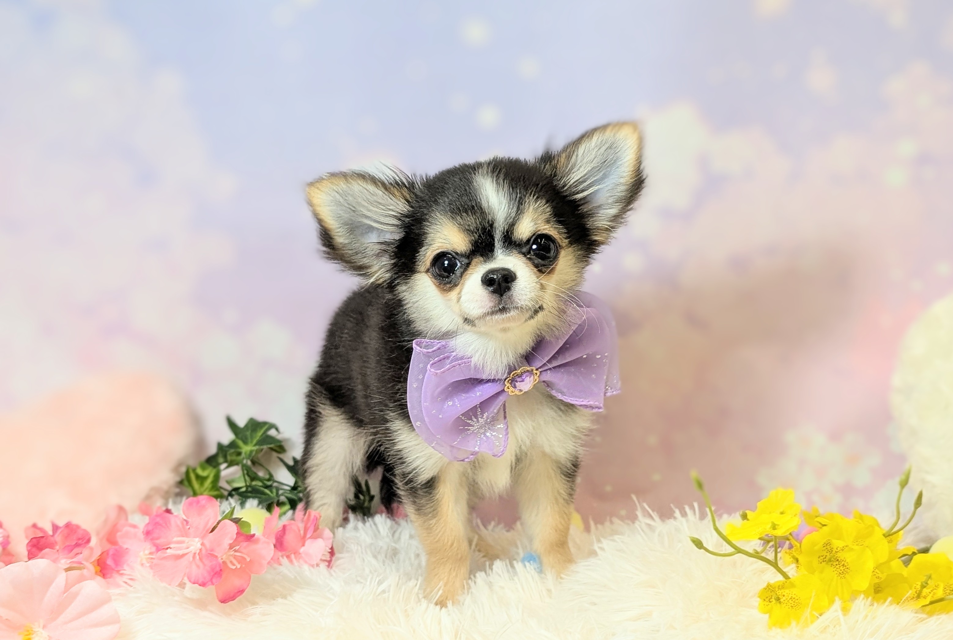 兵庫県のチワワ(ロング) (ペッツワン神戸西神南店/2025年12月6日生まれ/男の子/ブラックタンホワイト)の子犬の1枚目の画像