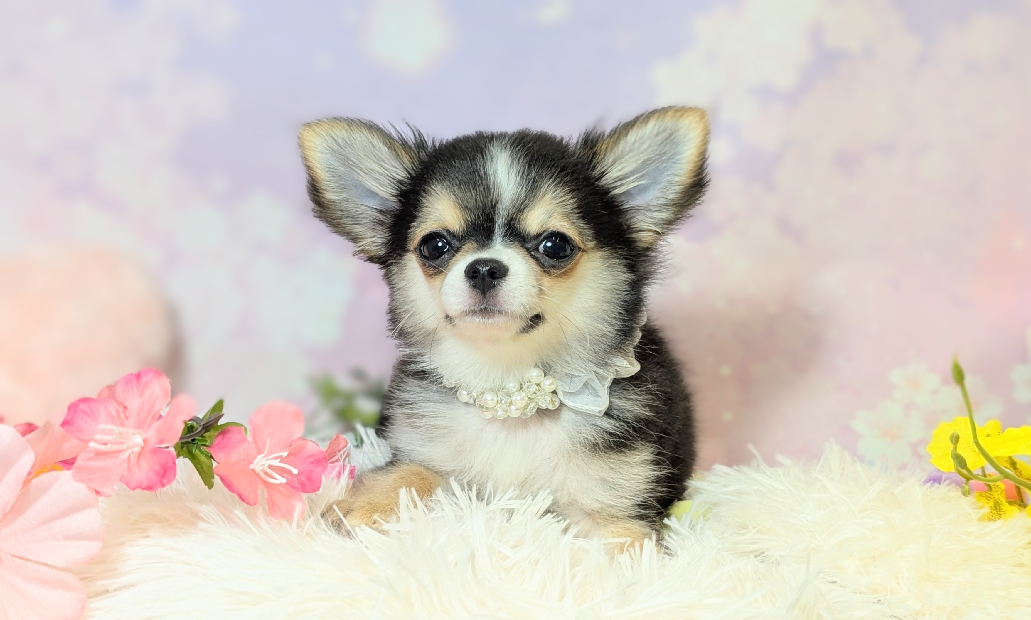 兵庫県のチワワ(ロング) (ペッツワン神戸西神南店/2025年12月6日生まれ/男の子/ブラックタンホワイト)の子犬の3枚目の画像