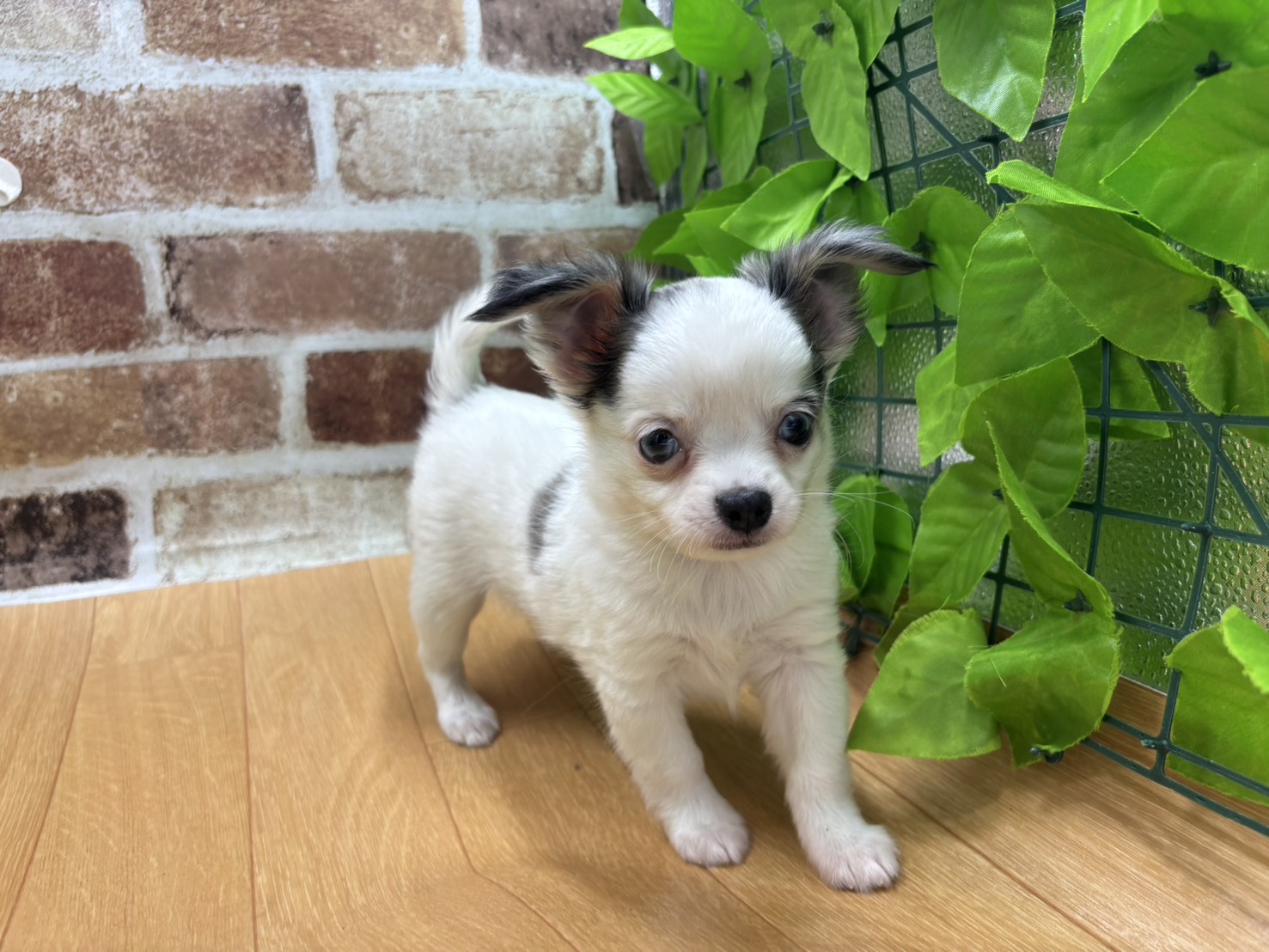 福島県のチワワ(ロング) (ペッツワン白河モール店/2026年1月30日生まれ/男の子/ブルーマール)の子犬の1枚目の画像