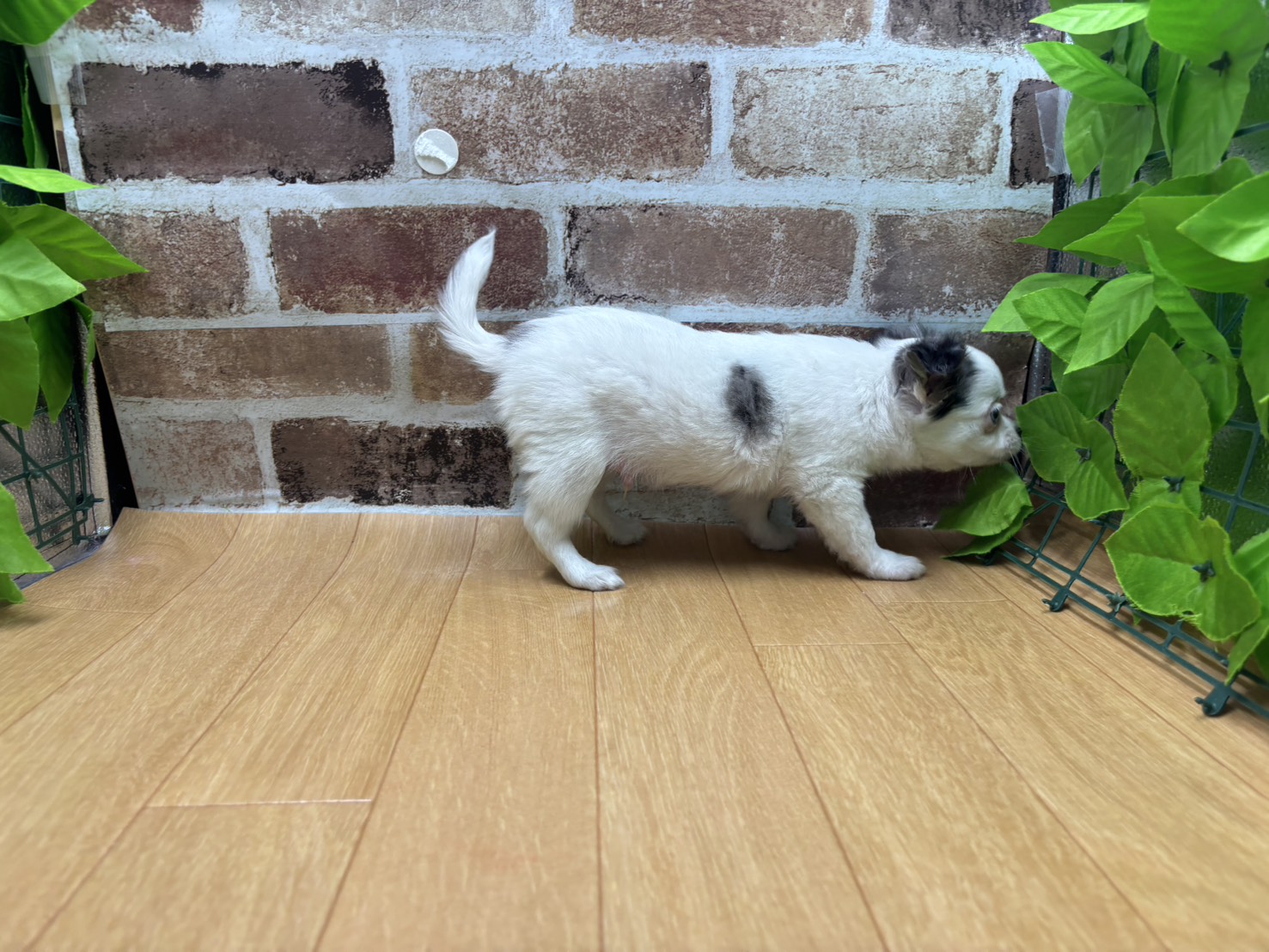 福島県のチワワ(ロング) (ペッツワン白河モール店/2026年1月30日生まれ/男の子/ブルーマール)の子犬の2枚目の画像