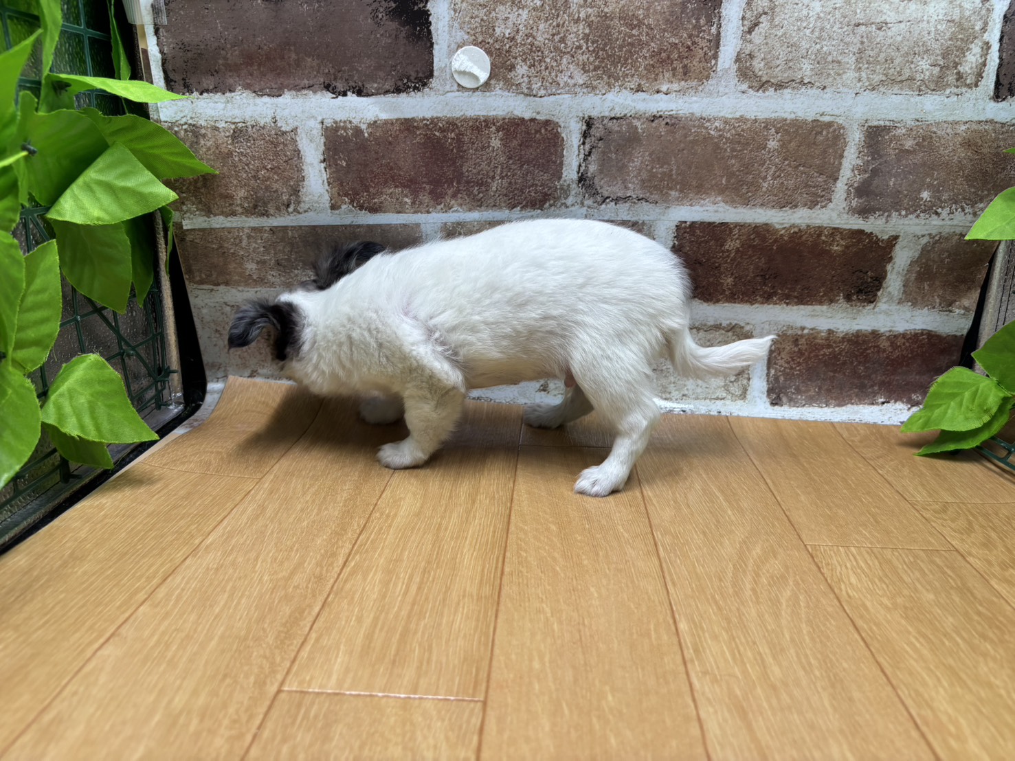 福島県のチワワ(ロング) (ペッツワン白河モール店/2026年1月30日生まれ/男の子/ブルーマール)の子犬の3枚目の画像