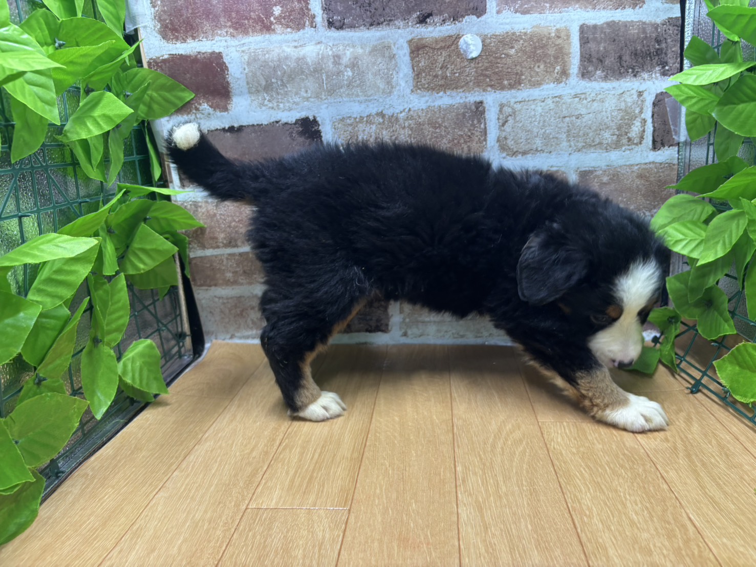 福島県のバーニーズマウンテンドッグ (ペッツワン白河モール店/2026年1月31日生まれ/女の子/ブラックラストホワイト)の子犬の2枚目の画像