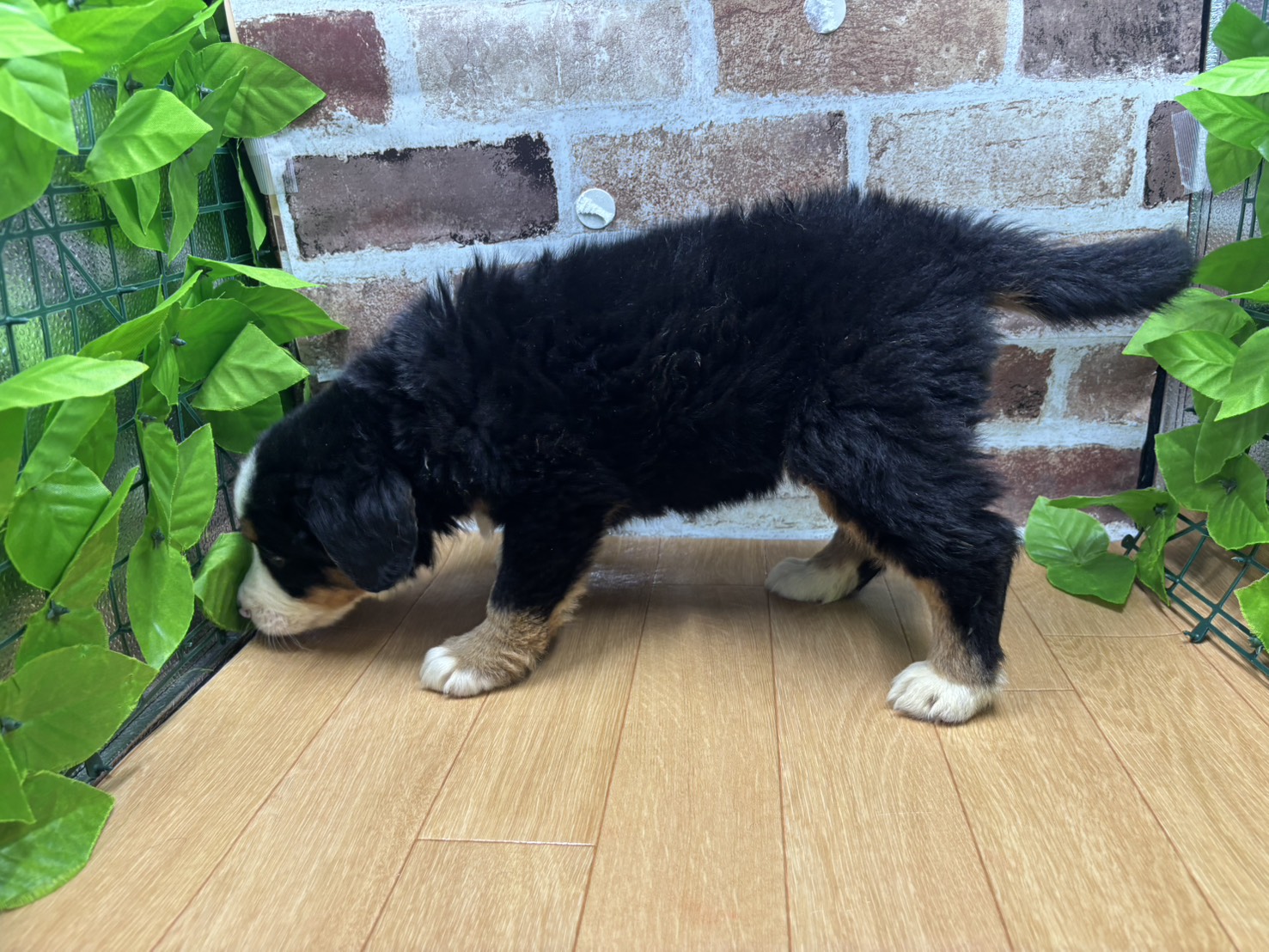 福島県のバーニーズマウンテンドッグ (ペッツワン白河モール店/2026年1月31日生まれ/女の子/ブラックラストホワイト)の子犬の3枚目の画像