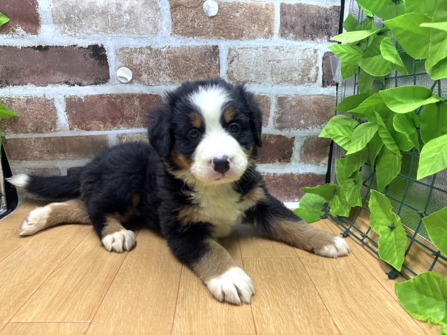 福島県のバーニーズマウンテンドッグ (ペッツワン白河モール店/2026年1月31日生まれ/女の子/ブラックラストホワイト)の子犬の1枚目の画像