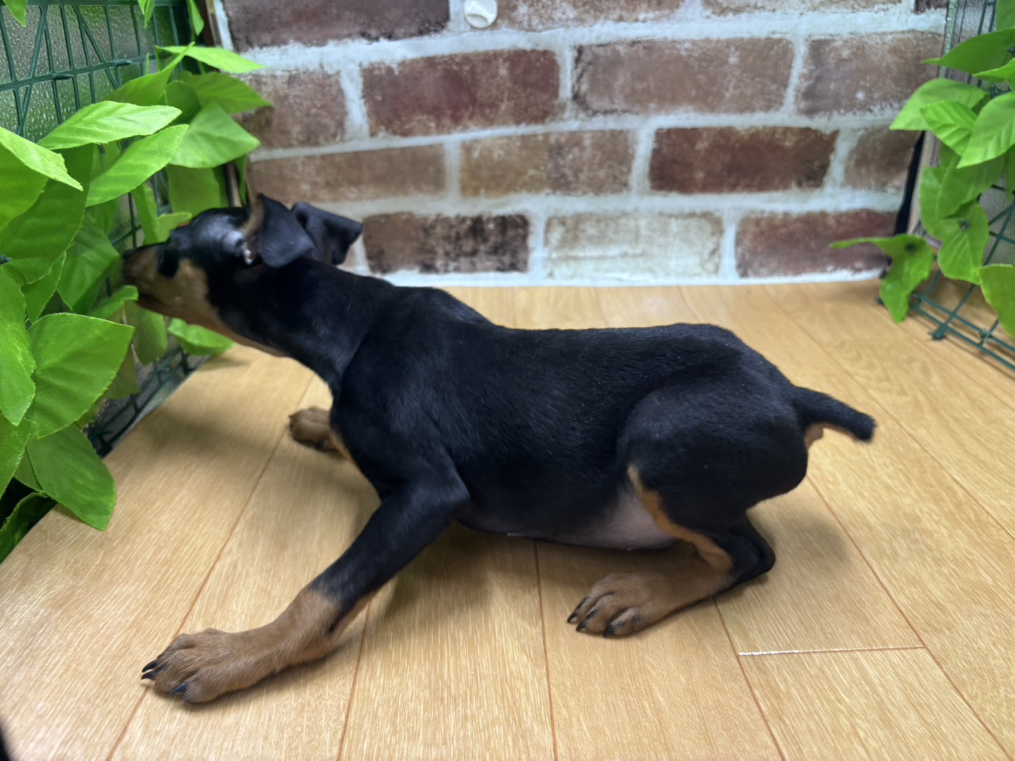 福島県のミニチュアピンシャー (ペッツワン白河モール店/2026年1月18日生まれ/男の子/ブラックタン)の子犬の3枚目の画像