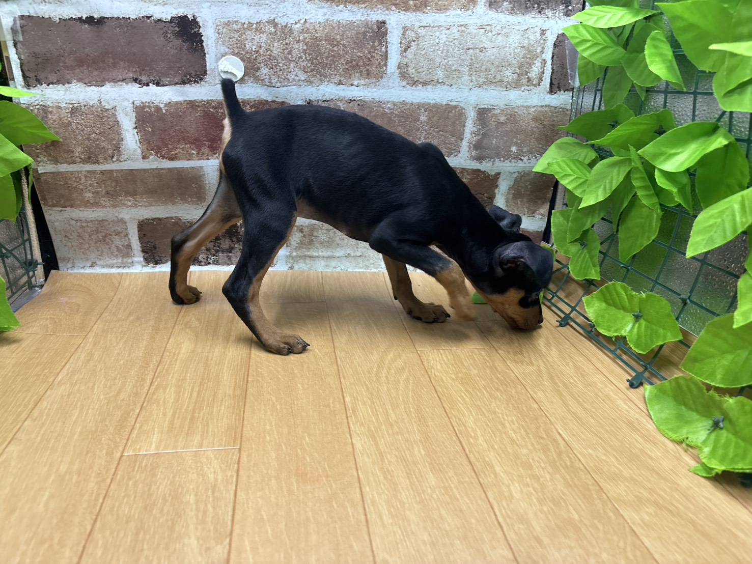 福島県のミニチュアピンシャー (ペッツワン白河モール店/2026年1月18日生まれ/男の子/ブラックタン)の子犬の2枚目の画像