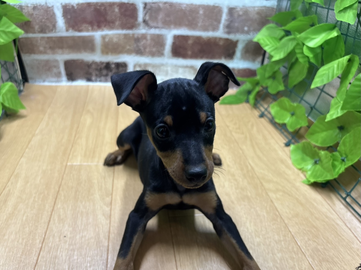 福島県のミニチュアピンシャー (ペッツワン白河モール店/2026年1月18日生まれ/男の子/ブラックタン)の子犬の1枚目の画像