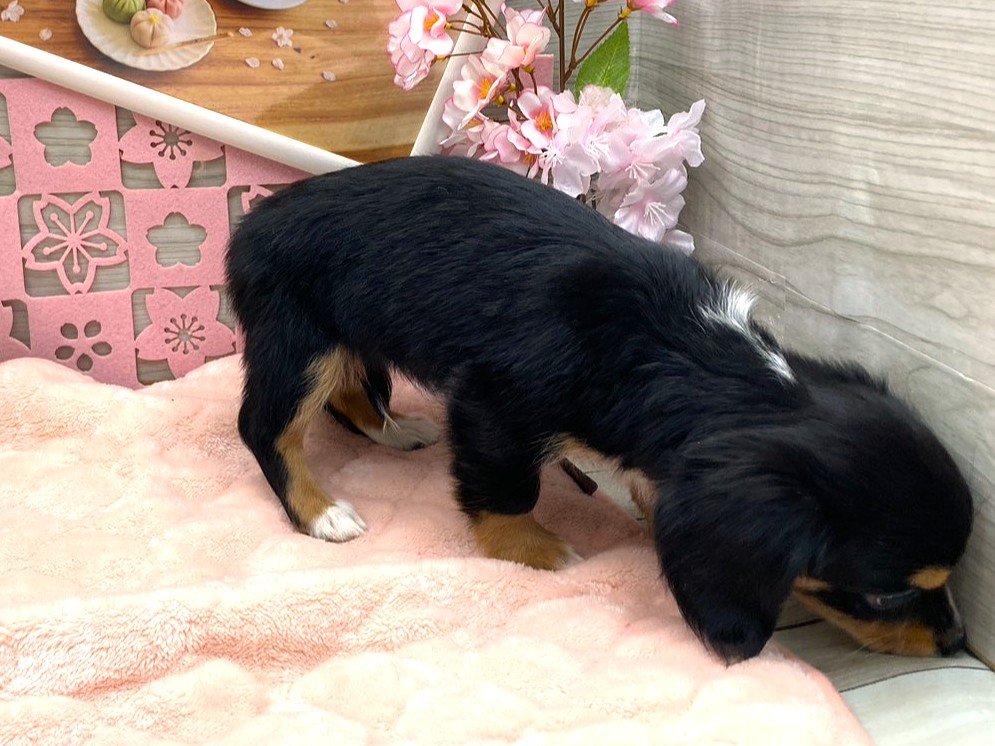 京都府のハーフ犬・ミックス犬 (ペッツワン木津川店/2026年1月30日生まれ/女の子/ブラックタンホワイト)の子犬の2枚目の画像