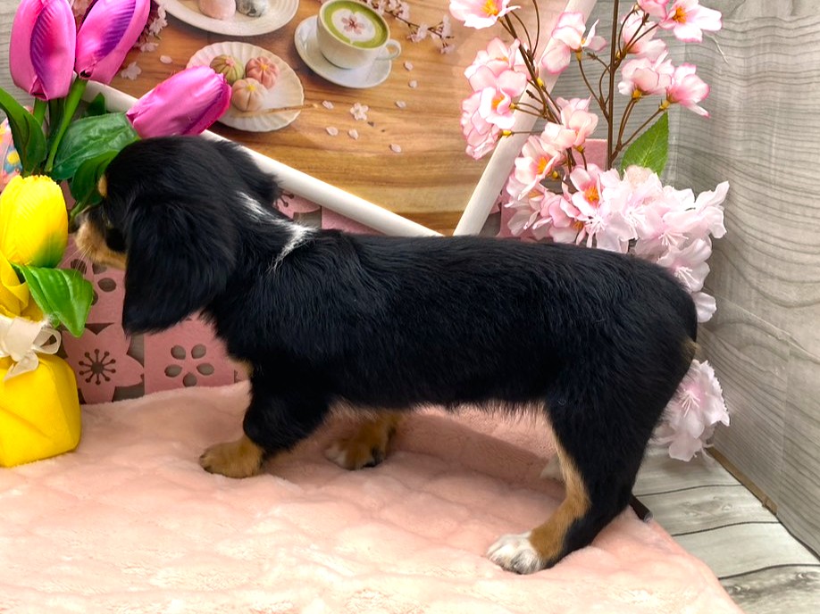 京都府のハーフ犬・ミックス犬 (ペッツワン木津川店/2026年1月30日生まれ/女の子/ブラックタンホワイト)の子犬の3枚目の画像