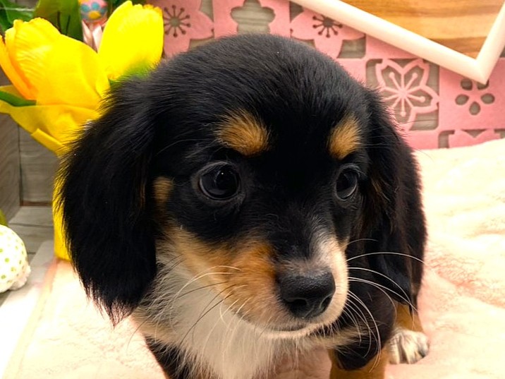 京都府のハーフ犬・ミックス犬 (ペッツワン木津川店/2026年1月30日生まれ/女の子/ブラックタンホワイト)の子犬の1枚目の画像