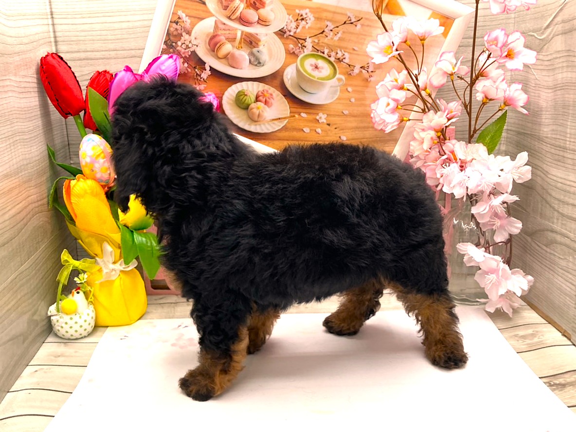 京都府のハーフ犬・ミックス犬 (ペッツワン木津川店/2026年1月22日生まれ/男の子/ブラックタンホワイト)の子犬の3枚目の画像