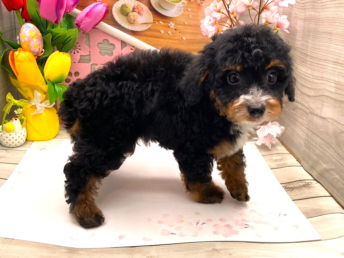 京都府のハーフ犬・ミックス犬 (ペッツワン木津川店/2026年1月22日生まれ/男の子/ブラックタンホワイト)の子犬の2枚目の画像