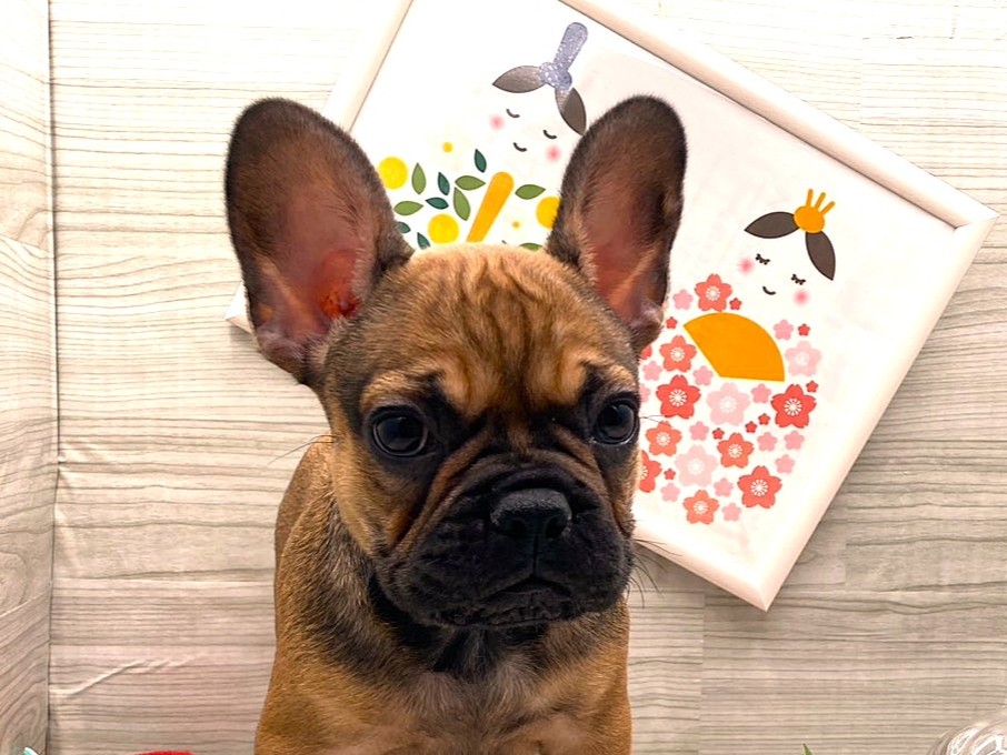 京都府のフレンチブルドッグ (ペッツワン木津川店/2026年1月16日生まれ/男の子/フォーン)の子犬の1枚目の画像