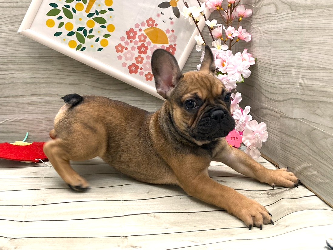 京都府のフレンチブルドッグ (ペッツワン木津川店/2026年1月16日生まれ/男の子/フォーン)の子犬の2枚目の画像