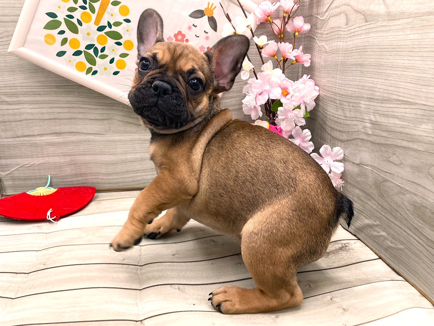 京都府のフレンチブルドッグ (ペッツワン木津川店/2026年1月16日生まれ/男の子/フォーン)の子犬の3枚目の画像
